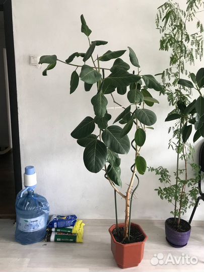 Бенгальский фикус