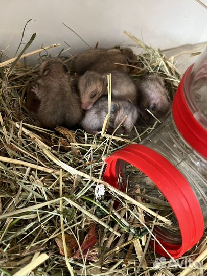 Сирийский хомяк малыши