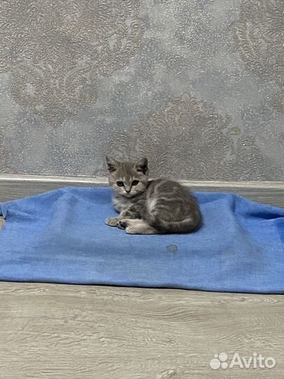 Кошечка в добрые руки