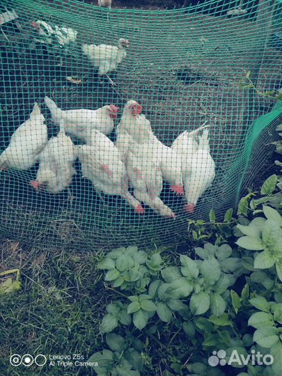 Куры несушки продам
