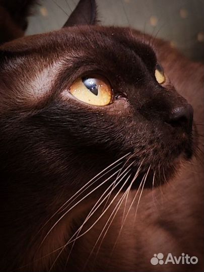 Русские Пантеры (питомник бурм)