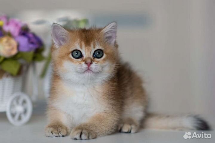 Золотая британская девочка