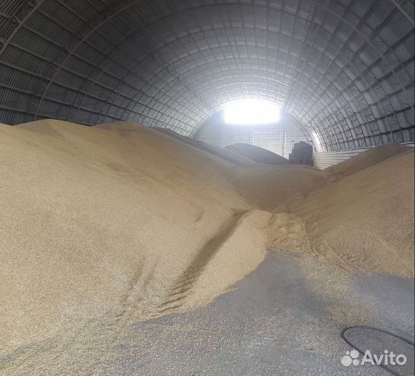 Ячмень яровой, Сахарная свёкла корма