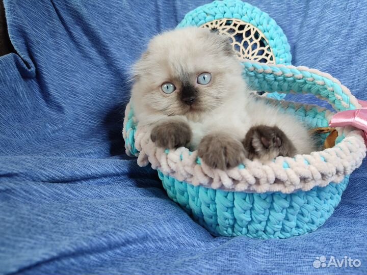 Фолд и страйт