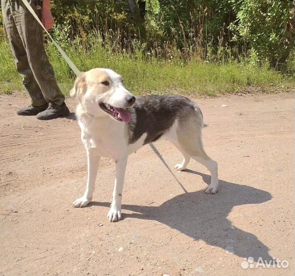Собака в приюте