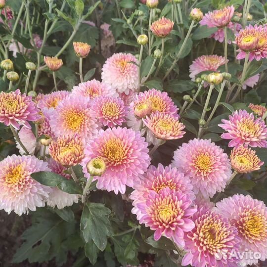 Хризантема