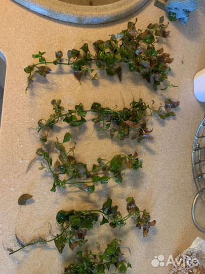 Аквариумное, мальки попугая, грот, растения