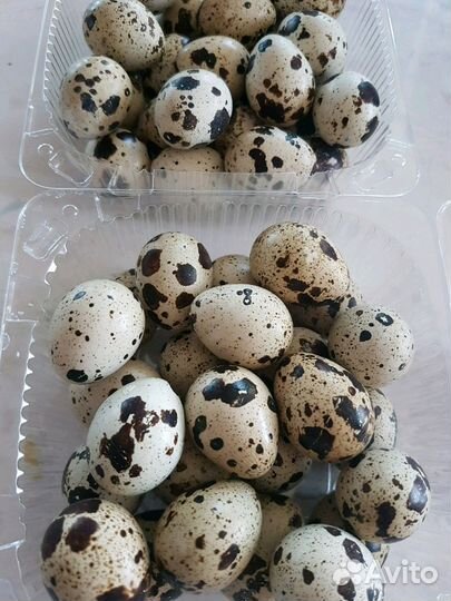 Яйца перепелиные