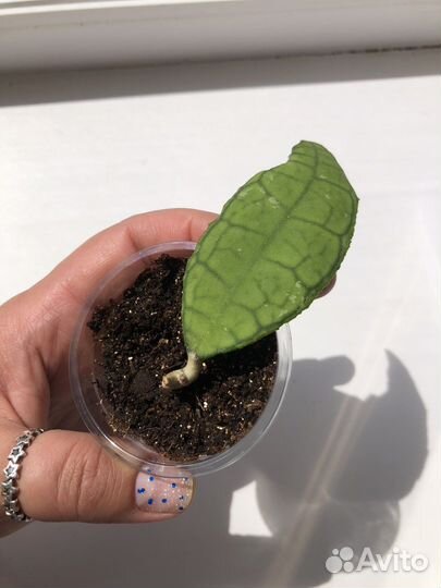 Хойя финлайсони / Hoya finlaysonii