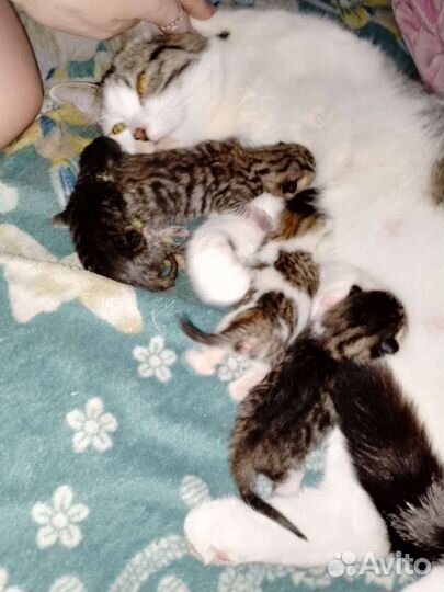 Отдам в добрые руки