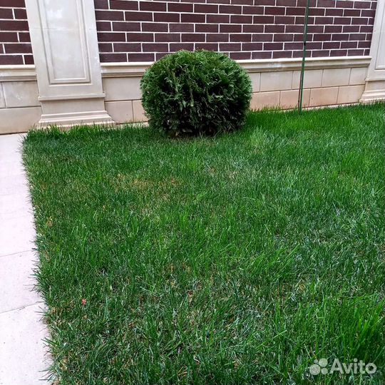 Рулонный газон