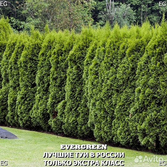 Туя брабант