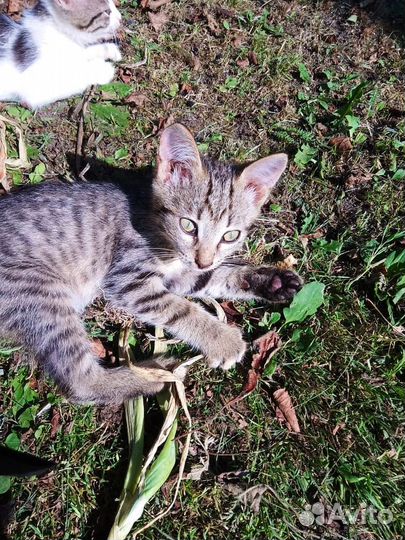 Котенок в добрые руки