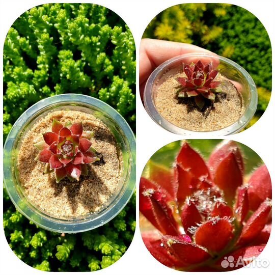 Молодило Каменная роза Альпийская гор