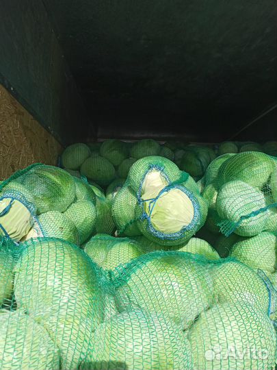Капуста