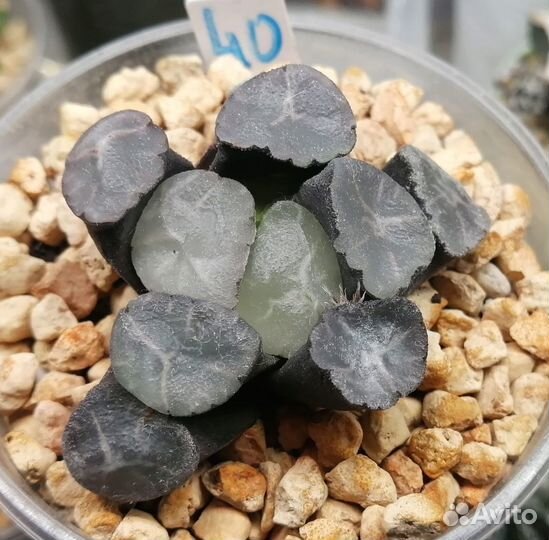 Редкие суккуленты haworthia maughanii