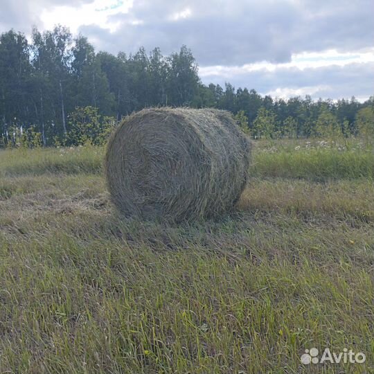 Продам сено в рулонах