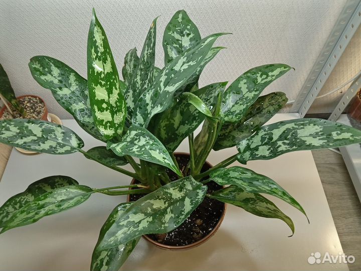 Фикус большой