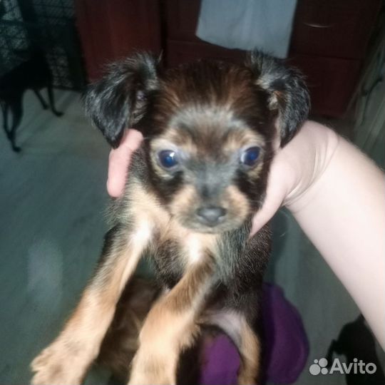 Той-терьер длинношёрстный