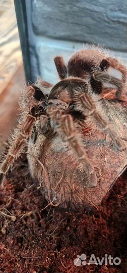 Паук птицеед