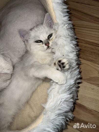 Британская кошка