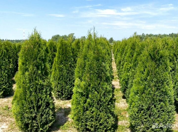 Черенки туи смарагд