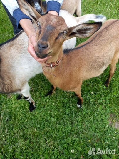 Нубийские козы