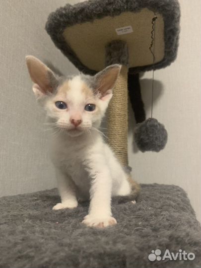 Отдам в добрые руки