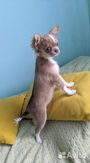Девочка чихуахуа