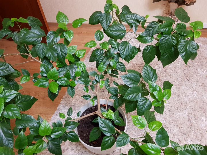 Гибискус - Китайская Роза