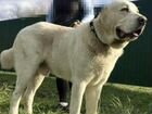 Крупный щенок Среднеазиатской овчарки объявление продам