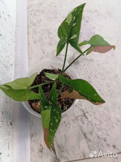 Сингониумы