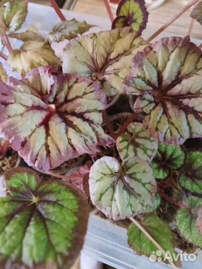 Распродажа бегоний