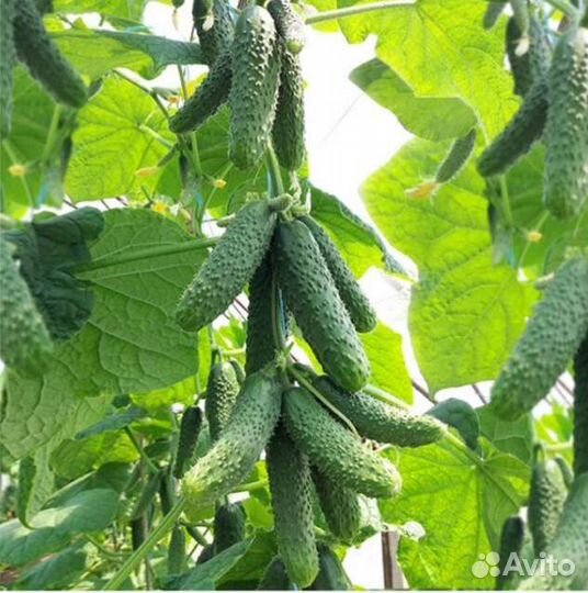 Семена огурца Каминари F1 1000с