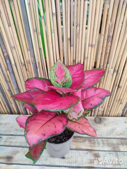 Аглаонема комнатные растения