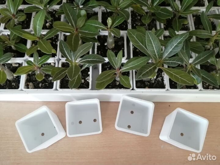 Горшочки для суккулентов