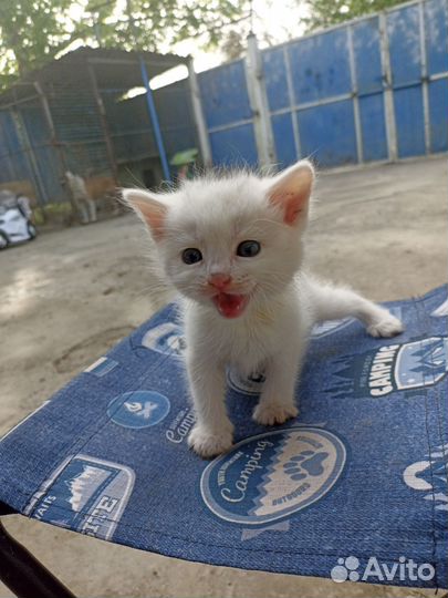 Кошечки