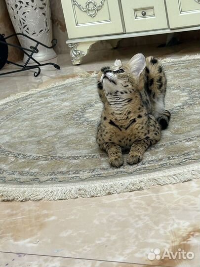 Кошечка саванна