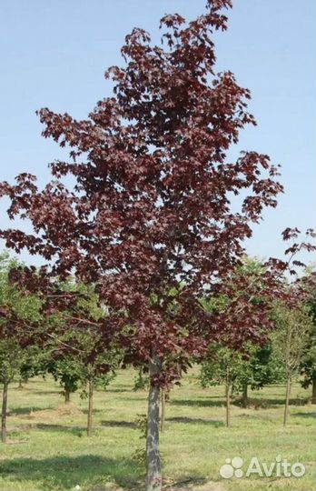 Клен остролистный Кримсон сентри