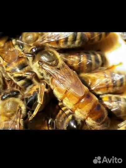 Пчеломатки