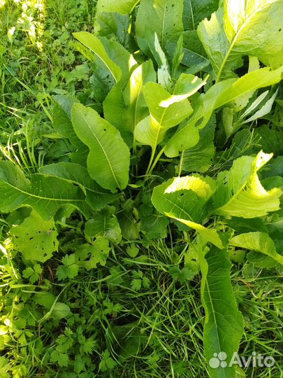 Листья хрена и/или сам корень