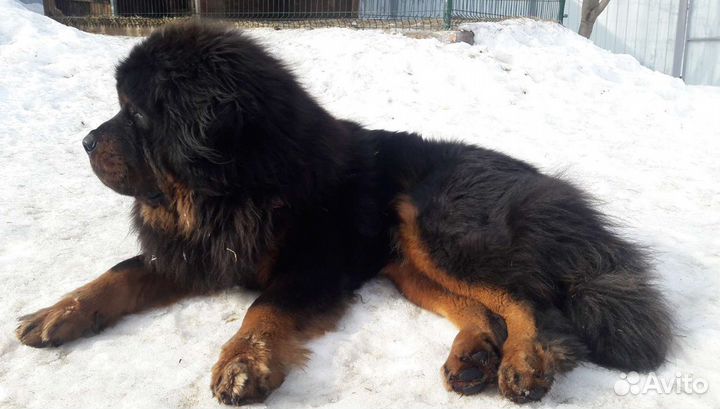 Собачья шерсть