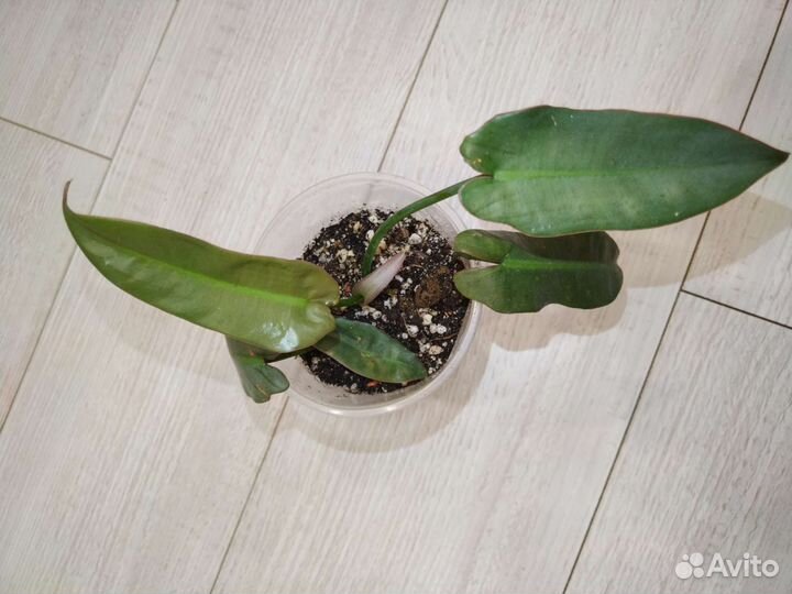 Филодендроны сортовые