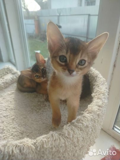 Аббисинские котята