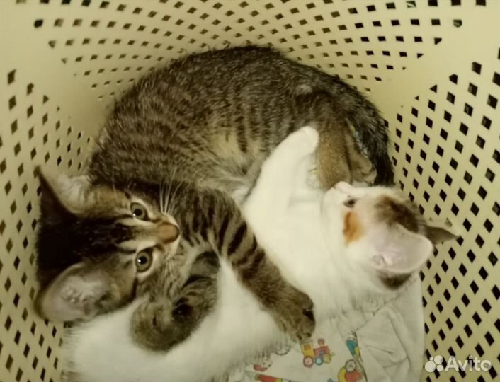 Котята в добрые руки бесплатно мальчик