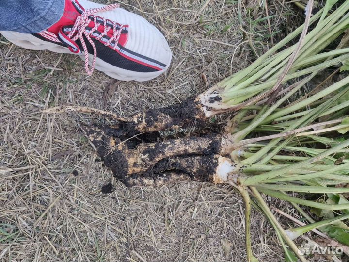 Хрен корень