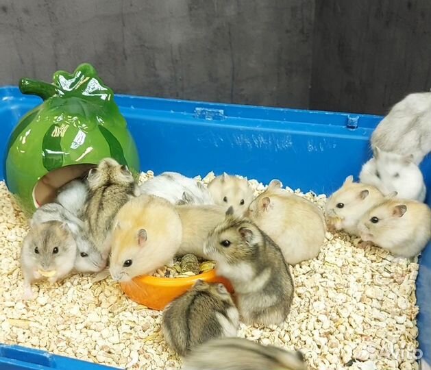 Джунгарские хомяки