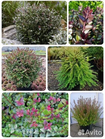 Кустарники и хвойные