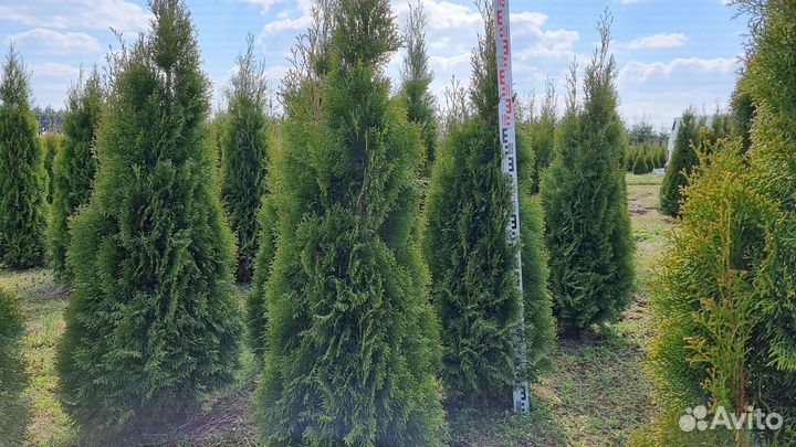 Туя Смарагд 150см - от 15 штук