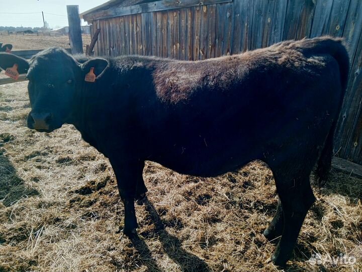 Телка 1.5 года, бык 5 месяцев